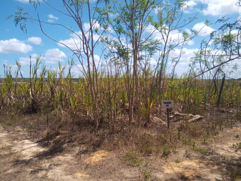 LOTE 001 Imóvel rural em Taipu/RN – 15,95 ha, galpão, casa, poços, irrigação, energia solar e cultiv, localizado em Taipu - RN