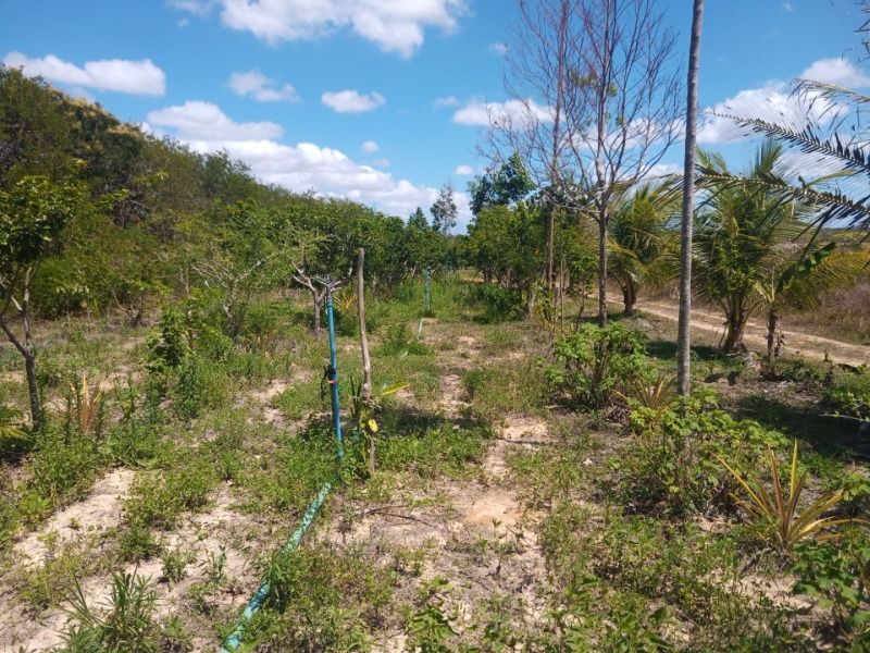 LOTE 001 Imóvel rural em Taipu/RN – 15,95 ha, galpão, casa, poços, irrigação, energia solar e cultiv, localizado em Taipu - RN