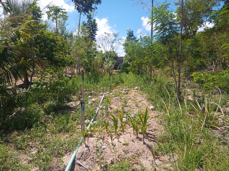 LOTE 001 Imóvel rural em Taipu/RN – 15,95 ha, galpão, casa, poços, irrigação, energia solar e cultiv, localizado em Taipu - RN