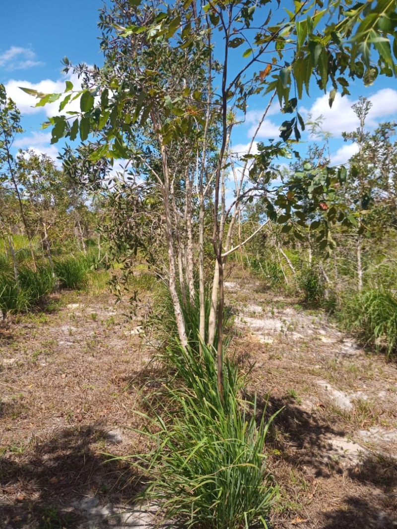 LOTE 001 Imóvel rural em Taipu/RN – 15,95 ha, galpão, casa, poços, irrigação, energia solar e cultiv, localizado em Taipu - RN